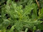 canada thistle leaf; photo credit: jan samanek, state phytosanitary administration, bugwood.org