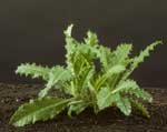 canada thistle sprout; photo credit: ohio state weed lab archive, the ohio state university, bugwood.org