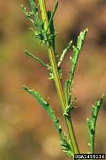 oxeye daisy - closeup of stem and leaves