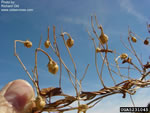 field bindweed