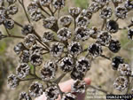 common tansy seed heads; photo credit: richard old, xid services, inc., bugwood.org