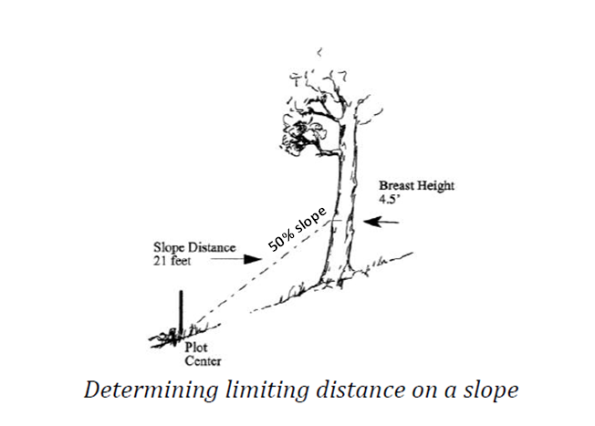 screen shot of drawing indicating how limiting distance is calculated on a tree