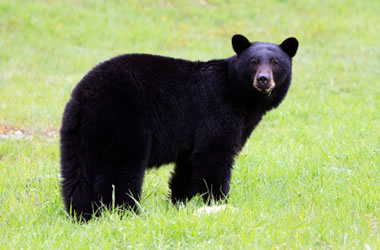 http://geology.com/stories/13/bear-areas/black-bear.jpg