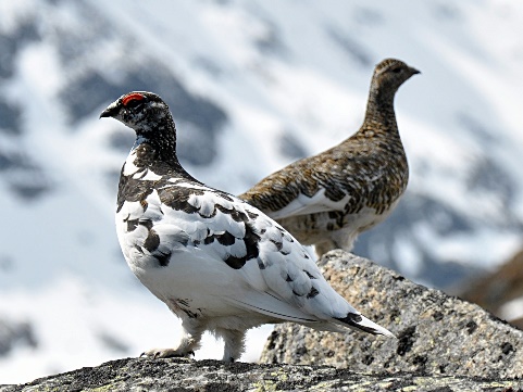 https://upload.wikimedia.org/wikipedia/commons/1/1f/rock_ptarmigan_(lagopus_muta).jpg