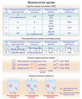 c:\documents and settings\admin\рабочий стол\новая папка\fiziologiya\anatomy97_0008[1].png