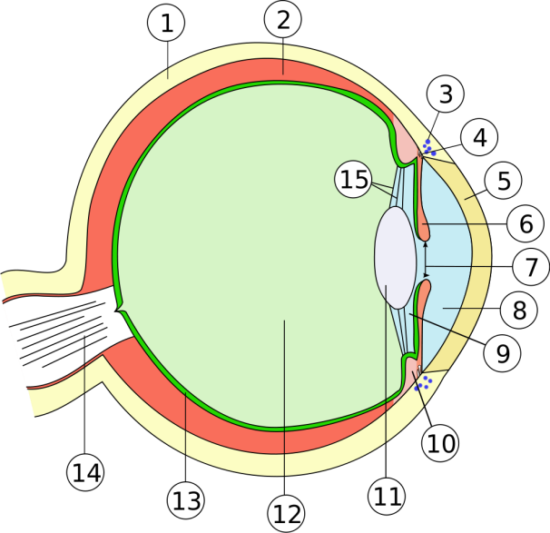 c:\users\felix\desktop\eye_scheme_mulitlingual.svg.png