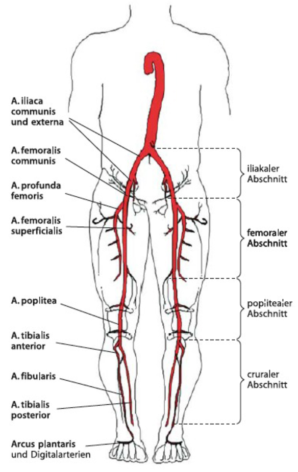 c:\users\felix\desktop\arterien2.jpg