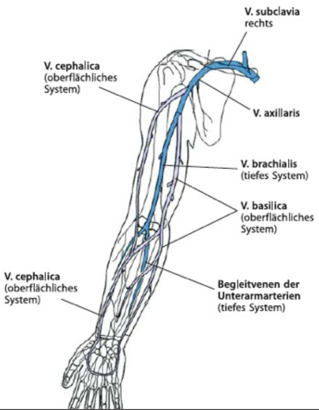 c:\users\felix\desktop\arterien4.jpg