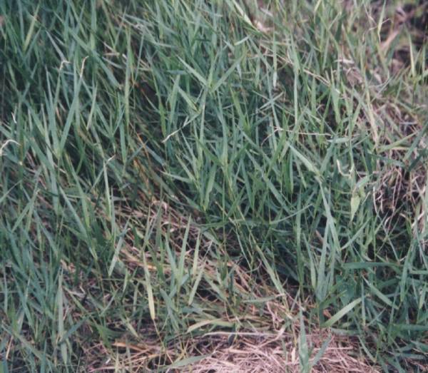 color image of blue maidencane by plant materials staff. it is a thick bed of low growing grass with thin blades. 