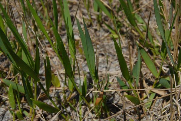 clseup of new shoots of blue maidencane showing blue-green color of leaves and contrasting leaf margins