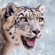 http://upload.wikimedia.org/wikipedia/commons/thumb/f/f5/snow_leopard_portrait-2010-07-09.jpg/220px-snow_leopard_portrait-2010-07-09.jpg