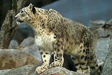 http://upload.wikimedia.org/wikipedia/commons/thumb/3/35/lightmatter_snowleopard.jpg/220px-lightmatter_snowleopard.jpg