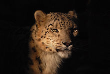 http://upload.wikimedia.org/wikipedia/commons/thumb/c/c0/snow_leopard_at_the_toronto_zoo.jpg/220px-snow_leopard_at_the_toronto_zoo.jpg