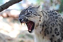 http://upload.wikimedia.org/wikipedia/commons/thumb/5/5f/snow_leopard_-taronga_zoo-8a.jpg/220px-snow_leopard_-taronga_zoo-8a.jpg