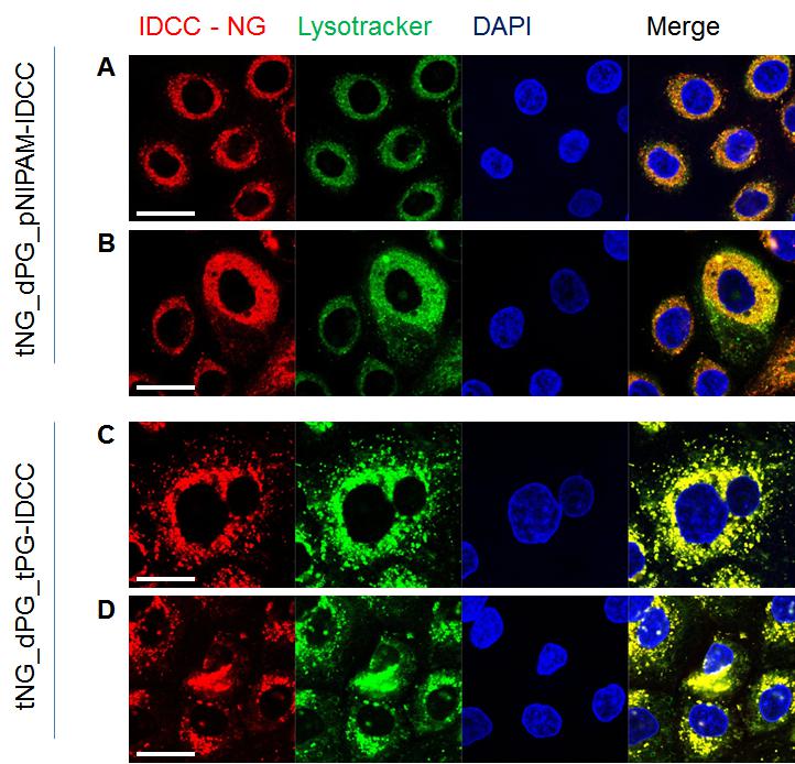 c:\users\christian\desktop\paper\1_nanogel_tox_paper\figures\figures3.tif