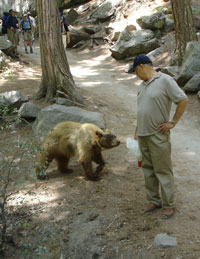 bear approaching a visitor