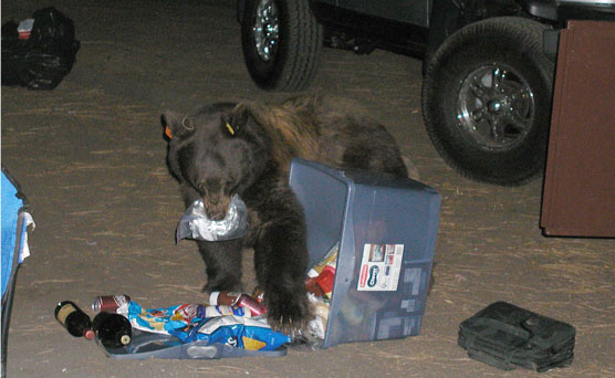 bear eating food taken from open food locker