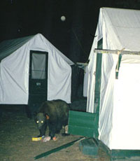 bear eating food outside a tent cabin that the bear broke into