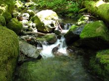 above: a portion of the trail follows canthook creek. photos courtesy of haven livingston 