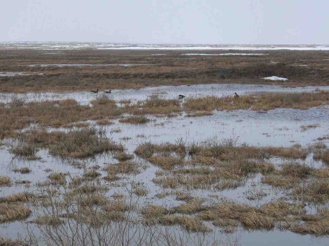Почвы арктической тундры