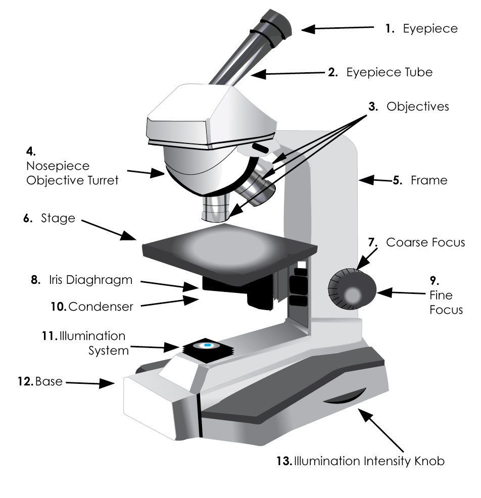 Copyright 2016 Visikol Inc. Intro to Microscopy Student Packet