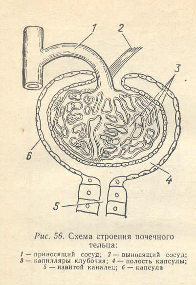 Гистология почки схема