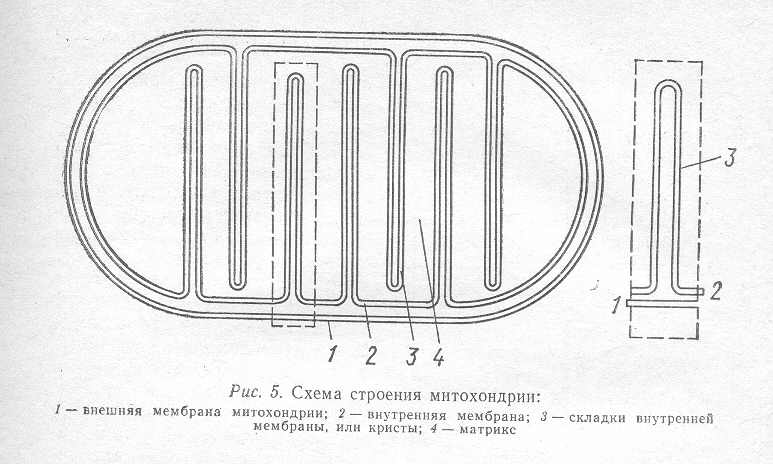 Складки мембраны